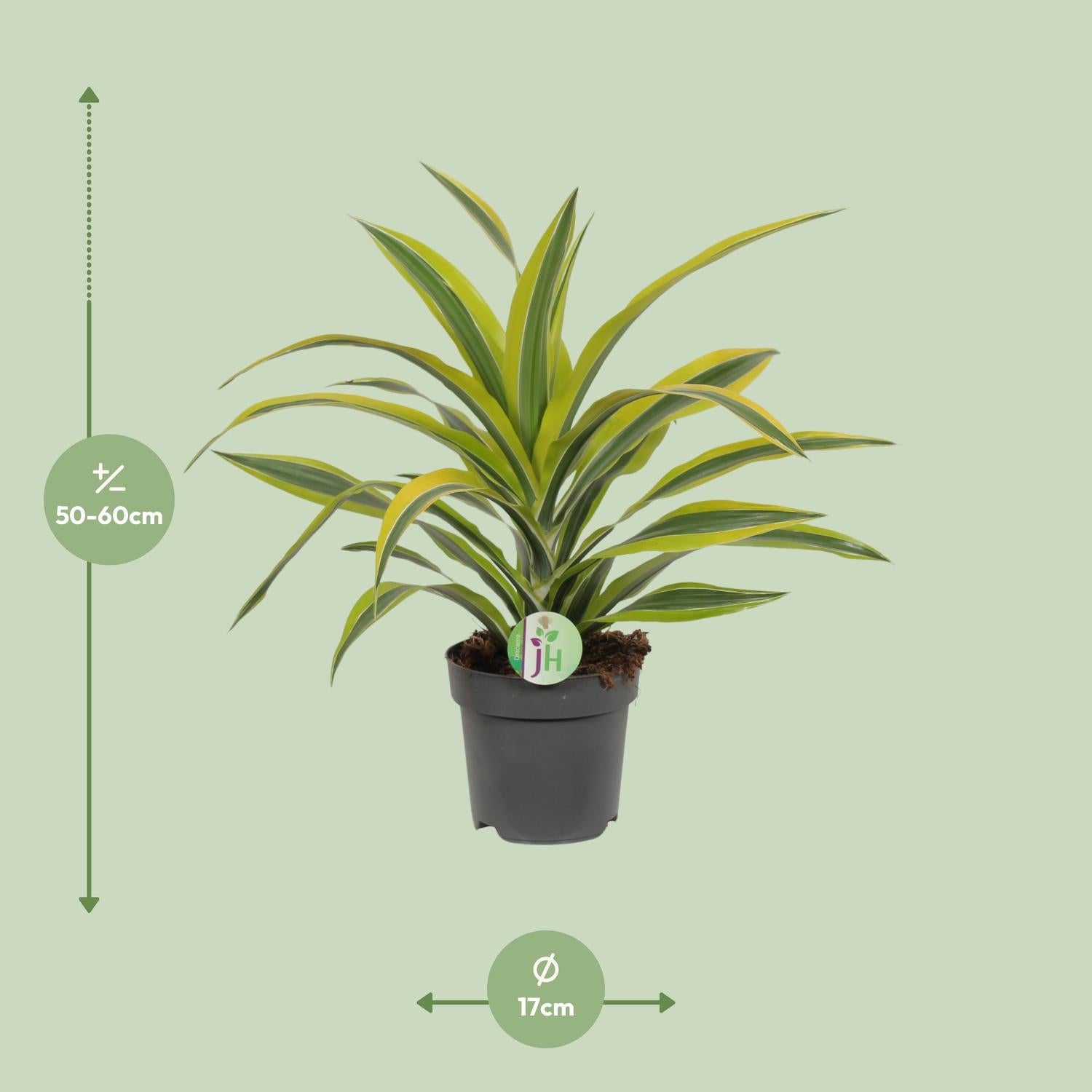 Dracaena Fragrans Lemon Lime - Ø17cm - ↕40cm von Pflanzfix24.de - Pflanzfix24.de