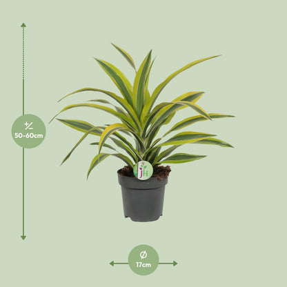 Dracaena Fragrans Lemon Lime - Ø17cm - ↕40cm von Pflanzfix24.de - Pflanzfix24.de