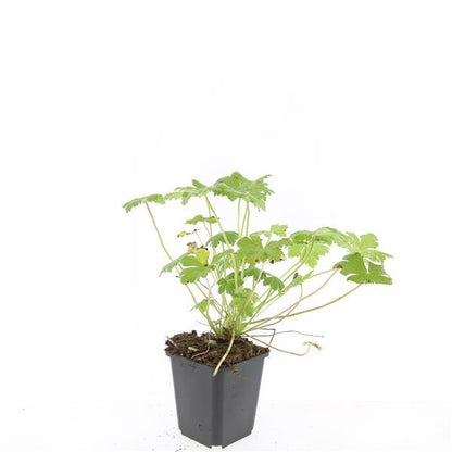 24x Geranium 'Tiny Monster' - Pflanzfix24