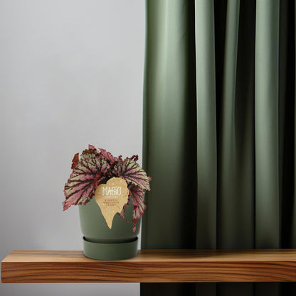 Begonia Rex Merenque - Ø12cm - ↕25cm - Pflanzfix24