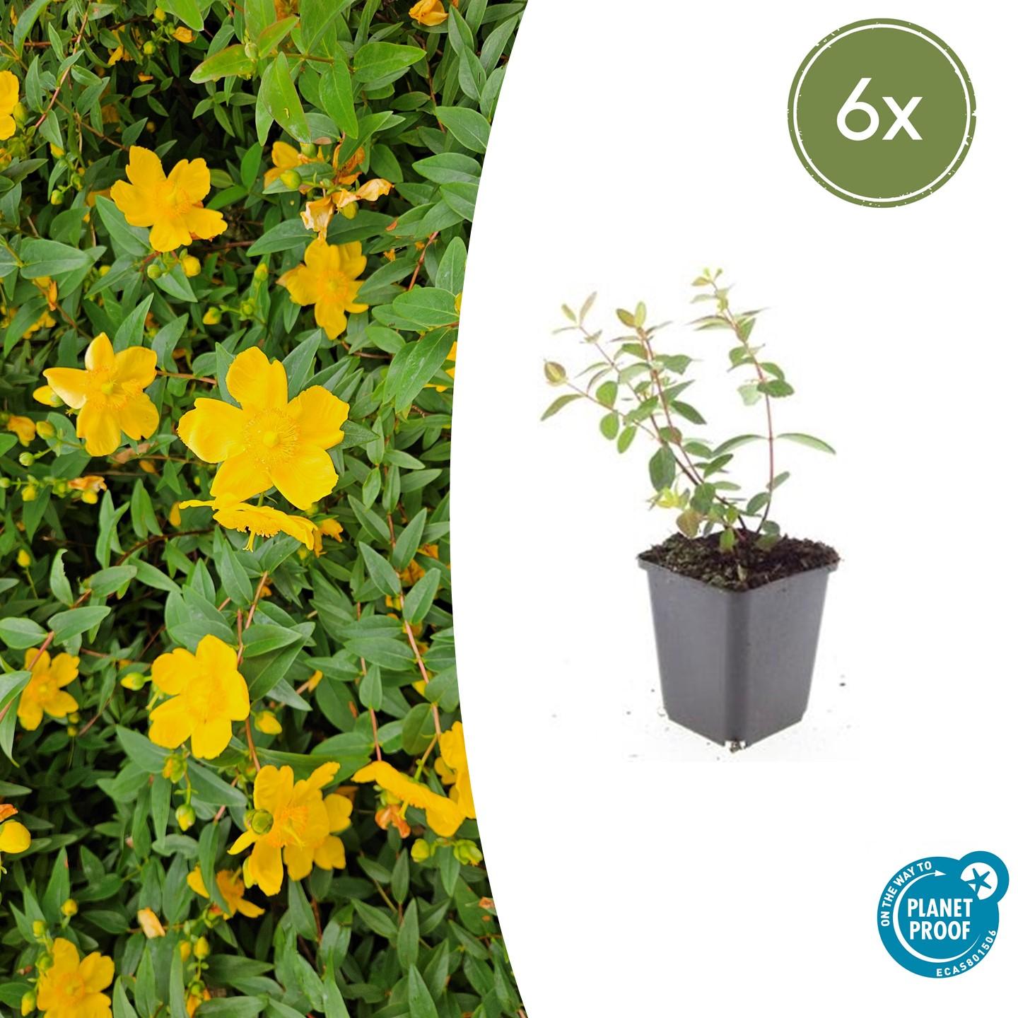 6x Hypericum dummeri 'Peter Dummer' - Pflanzfix24.de - Pflanzfix24.de