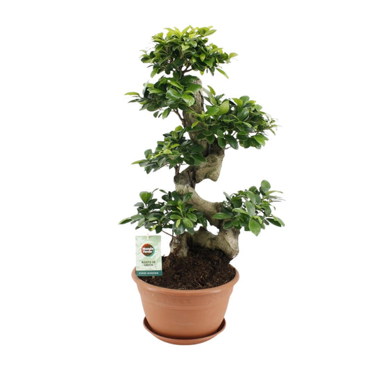 Ficus Ginseng - Ø27cm - pflanzfix24