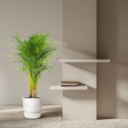 Areca-Palme - Ø21cm - ↕110cm | Pflanzfix24.de - Pflanzfix24.de