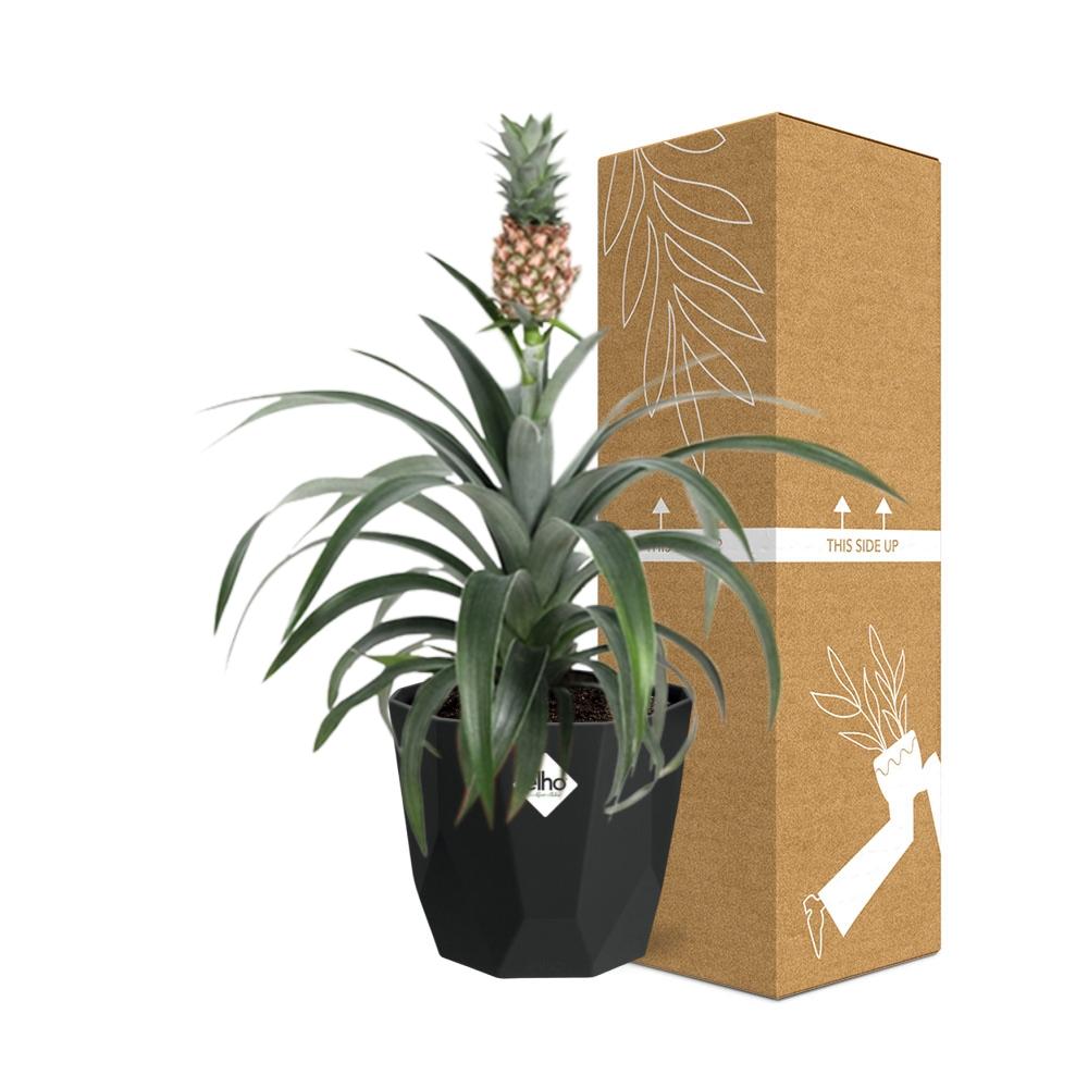 Ananas Mi Amigo in 14cm b.for rock living black - Pflanzfix24