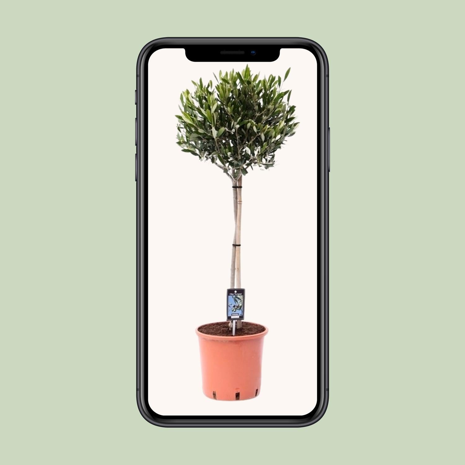 Olivenbaum Olea Olijf Ø22cm – 100cm hoch | Pflanzfix24.de - Pflanzfix24.de