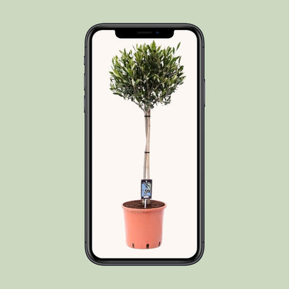 Olivenbaum Olea Olijf Ø22cm – 100cm hoch | Pflanzfix24.de - Pflanzfix24.de