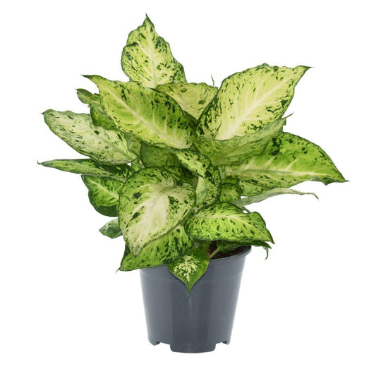Dieffenbachia Amy 2 PP - Ø14cm - ↕35cm - Pflanzfix24