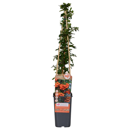 Pyracantha 'Orange Glow' 65 cm – Ø15 cm Topf | Pflanzfix24.de - Pflanzfix24.de