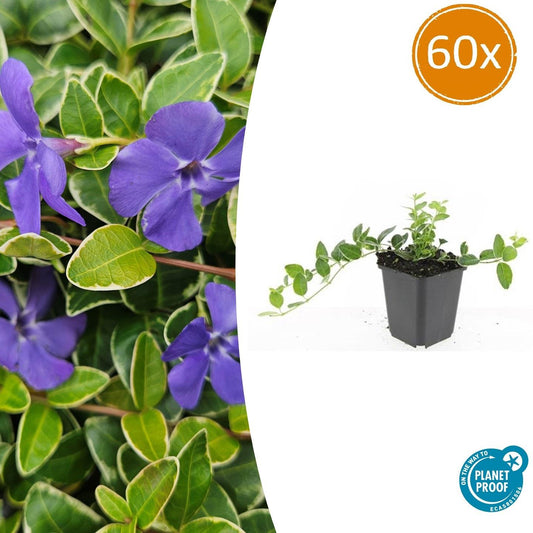 60x Vinca minor 'Ralph Shugert' - ↕10-25cm - Ø9cm von Pflanzfix24.de - Pflanzfix24.de