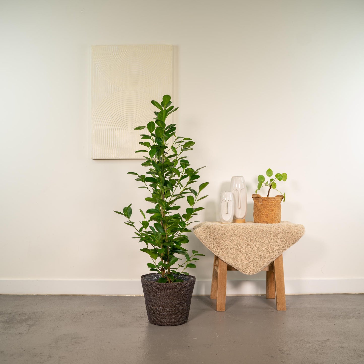 Ficus microcarpa Moclame - Ø21cm - ↕95cm + Korb Igmar - Pflanzfix24