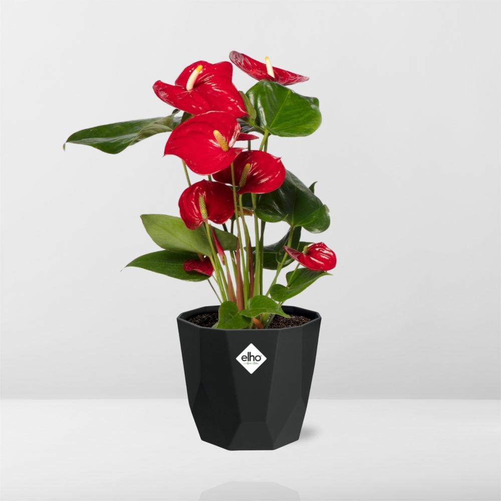 Anthurium Red 12cm in 14cm b.for rock living black - Pflanzfix24