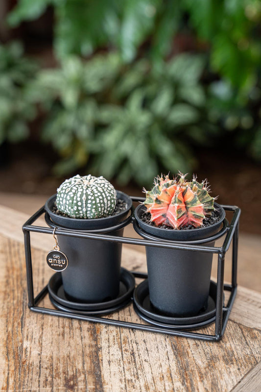 Cactus Duo In Design Frame - Ø17cm - ↕12cm - Pflanzfix24.de - Pflanzfix24.de