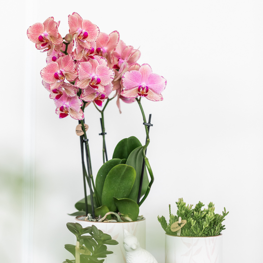 Kolibri Orchids KOMBI ANGEBOT - Pirate Picotee - pflanzfix24