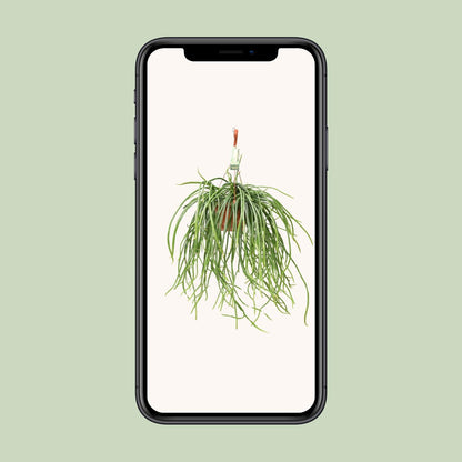 Selenisereus Werckleii - Ø17cm - ↕55cm - Pflanzfix24