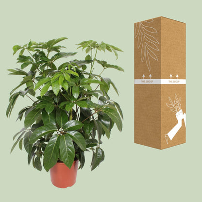 Schefflera Actinophylla Amate - Ø30cm - ↕120cm von Pflanzfix24
