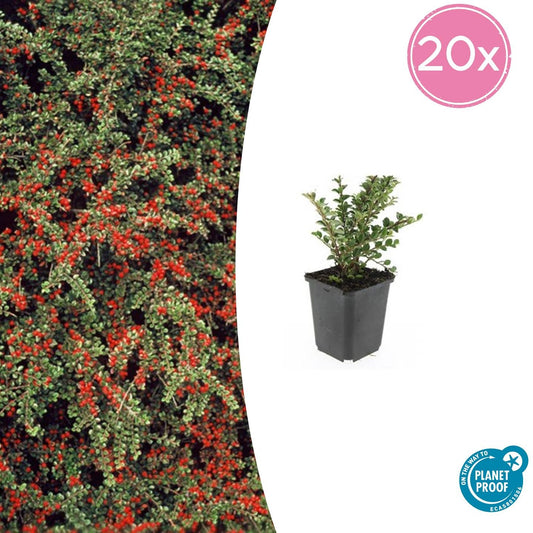 20x Cotoneaster horizontalis - ↕10-25cm - Ø9cm - Pflanzfix24