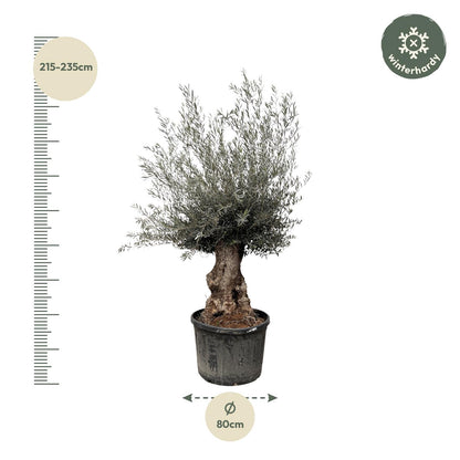 Olea Europaea Bonsai 270cm Ø80 | Olivenbaum | Pflanzfix24