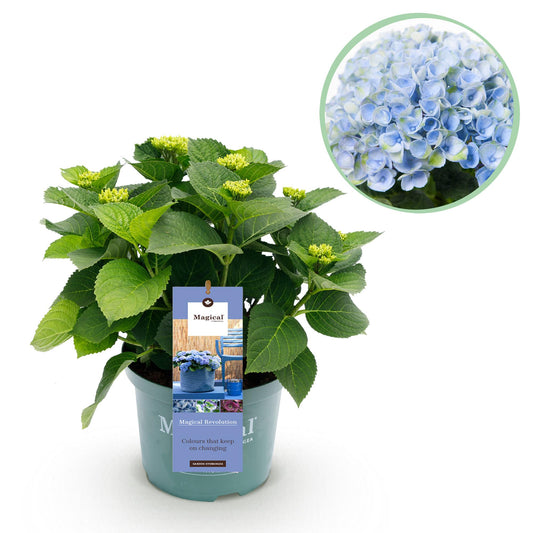 Hortensie - Hydrangea Magical Revolution Blue - Blau - Topf 23cm - Pflanzfix24.de - Pflanzfix24.de