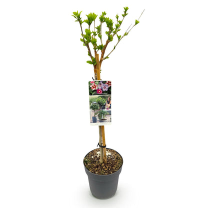 GreenboutiQ - Hibiscus syriacus Tricolour - Stamm-Pflanze - Terrassenpflanze - Topf 19cm - Pflanzfix24.de - Pflanzfix24.de