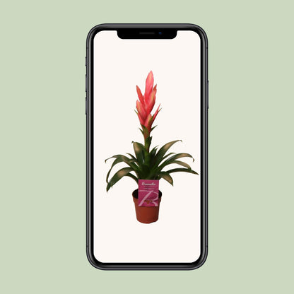 Tillandsia Ziva - Ø12cm - ↕50cm bei Pflanzfix24