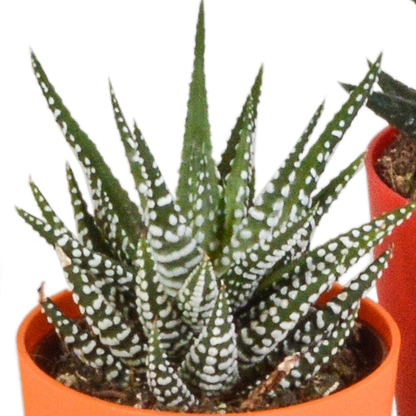 Gasteria/Haworthia-Mischung 5,5cm - 5x - in gekleurde plasticpot - Pflanzfix24.de - Pflanzfix24.de