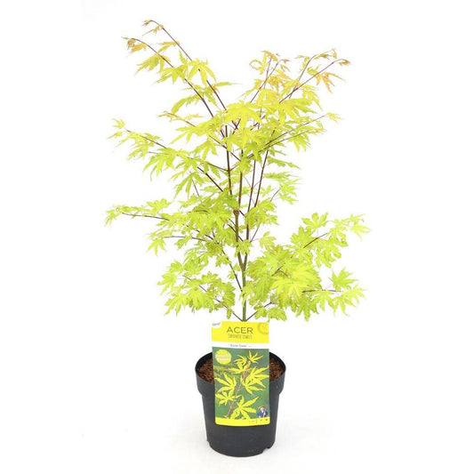 Acer palm. 'Anne Irene' - Ø19cm - ↕40cm - Pflanzfix24