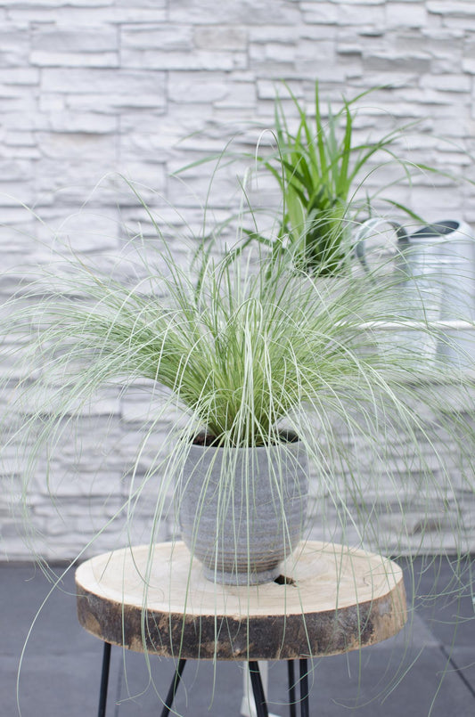 3x Carex comans 'Frosted Curls' - ↨30cm - Ø14 - Pflanzfix24