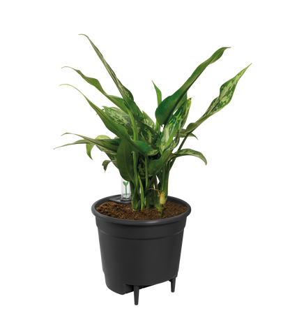 Self Watering Insert 33 cm | Pflanzfix24.de - Pflanzfix24.de