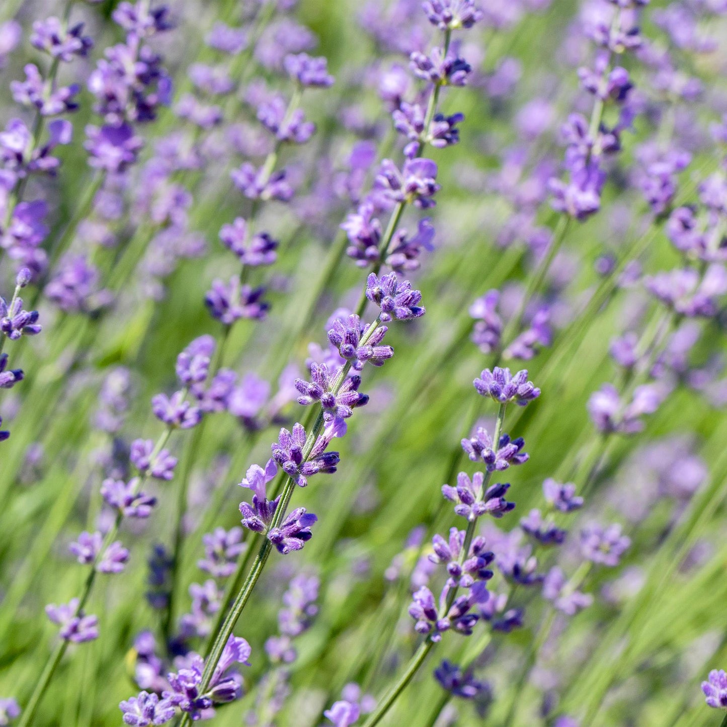 Heckenpflanzen - Lavandula angustifolia Hidcote - 6 Pflanzen - 1m - immergrün - Pflanzfix24.de - Pflanzfix24.de