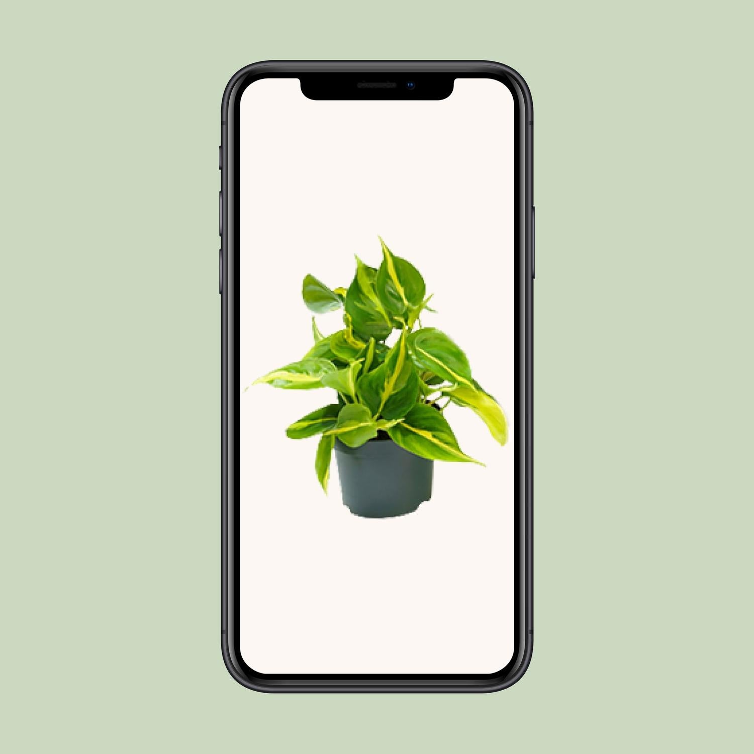 Philodendron Scandens Brasil 15cm Ø12cm – Zimmerpflanze | Pflanzfix24.de - Pflanzfix24.de