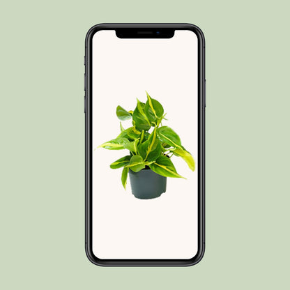 Philodendron Scandens Brasil 15cm Ø12cm – Zimmerpflanze | Pflanzfix24.de - Pflanzfix24.de