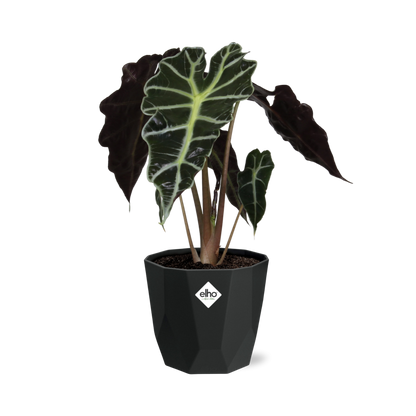 Alocasia 'Polly' in 14cm b.for rock living black - Pflanzfix24