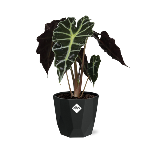 Alocasia 'Polly' in 14cm b.for rock living black - Pflanzfix24