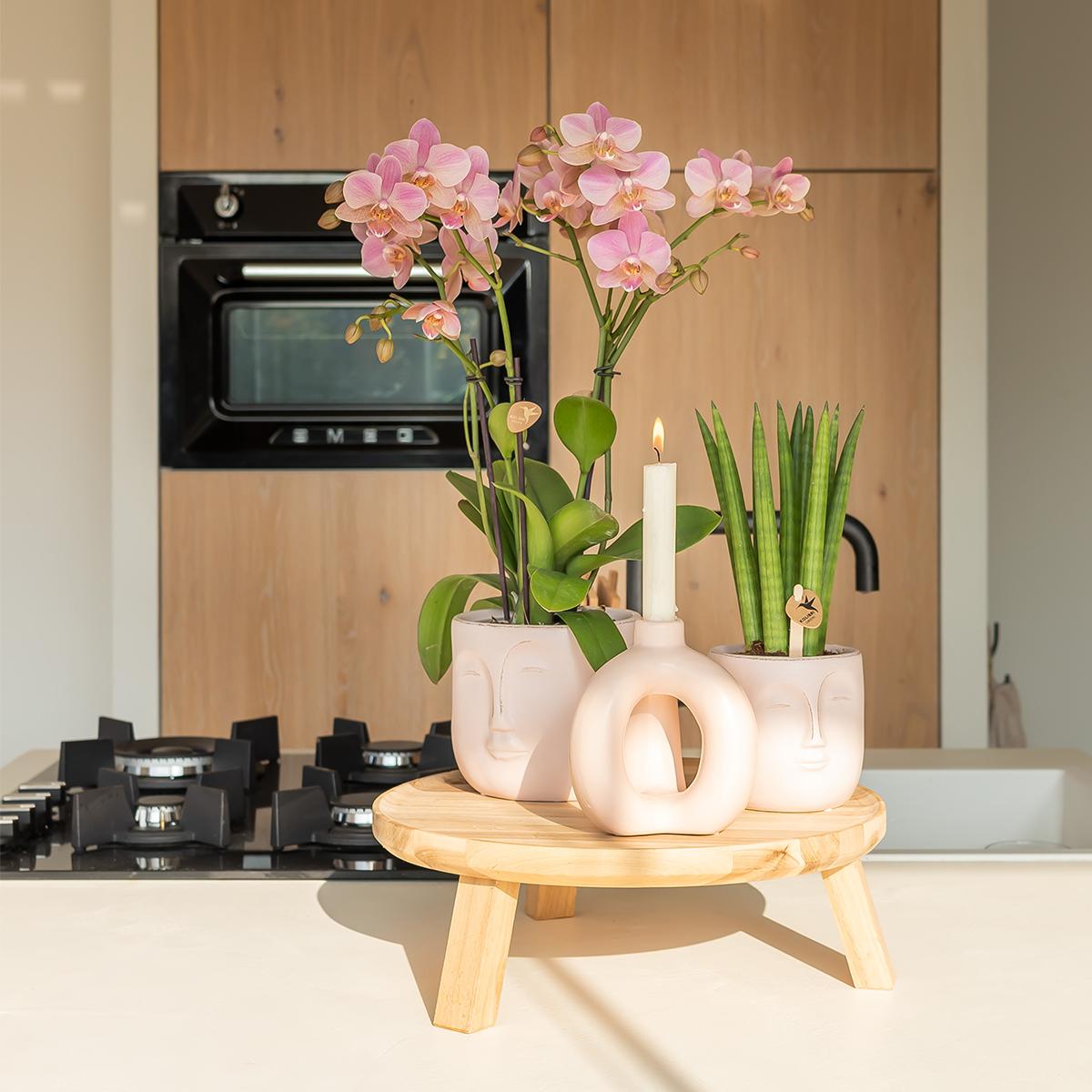 Phalaenopsis Orchidee Jewel Treviso Altrosa Ø12cm – 4 Zweige | Pflanzfix24.de - Pflanzfix24.de