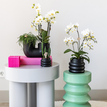Kolibri Orchids Phalaenopsis Weiß Ø9cm Bubble-Topf Schwarz | Pflanzfix24
