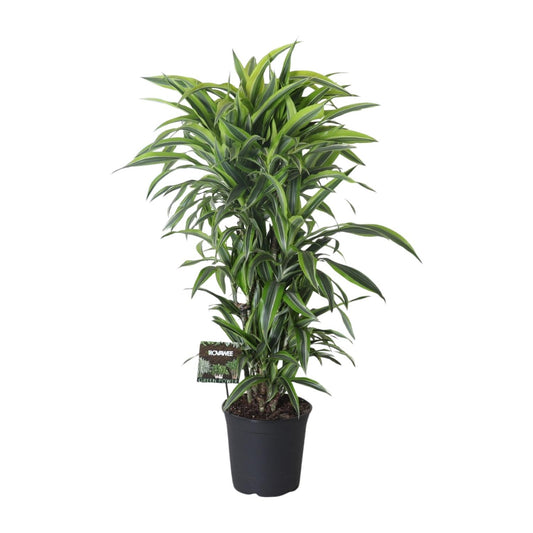 Dracaena Fragrans Lemon Lime Vertakt - Ø27cm - ↕120cm - Pflanzfix24.de - Pflanzfix24.de
