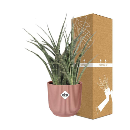 Sansevieria Fernwood Punk in ELHO Vibes Fold 14cm roze - Pflanzfix24