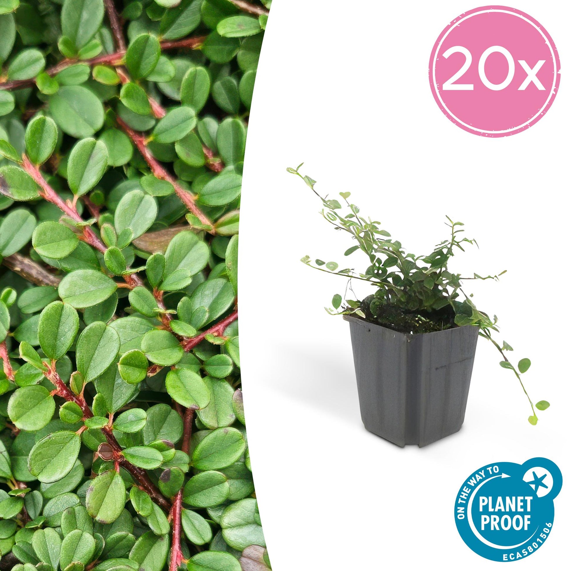 20x Cotoneaster prostratus 'Streib's Findling' Bodendecker | Pflanzfix24.de - Pflanzfix24.de