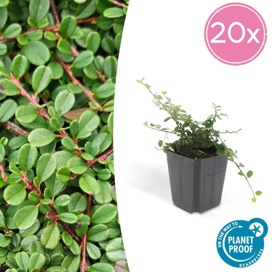 20x Cotoneaster prostratus 'Streib's Findling' Bodendecker | Pflanzfix24.de - Pflanzfix24.de