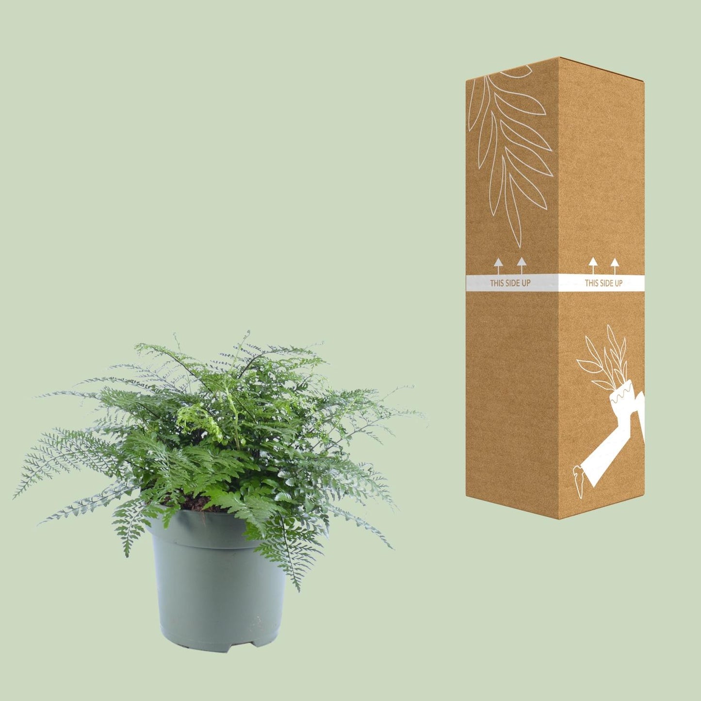 Asplenium Parvati - Ø27cm - ↕50cm - Pflanzfix24
