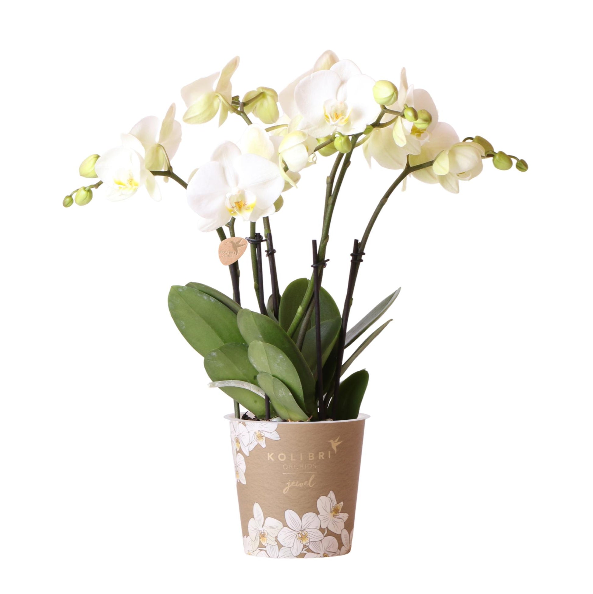 Phalaenopsis Orchidee Weiß Ø12cm – Pflanzfix24.de - Pflanzfix24.de