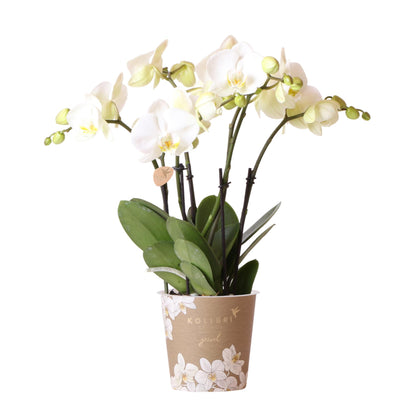 Phalaenopsis Orchidee Weiß Ø12cm – Pflanzfix24.de - Pflanzfix24.de