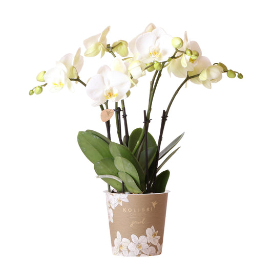 Phalaenopsis Orchidee Weiß Ø12cm – Pflanzfix24.de - Pflanzfix24.de