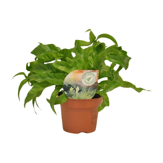 Asplenium Hurricane - Ø12cm - ↕30cm - Pflanzfix24