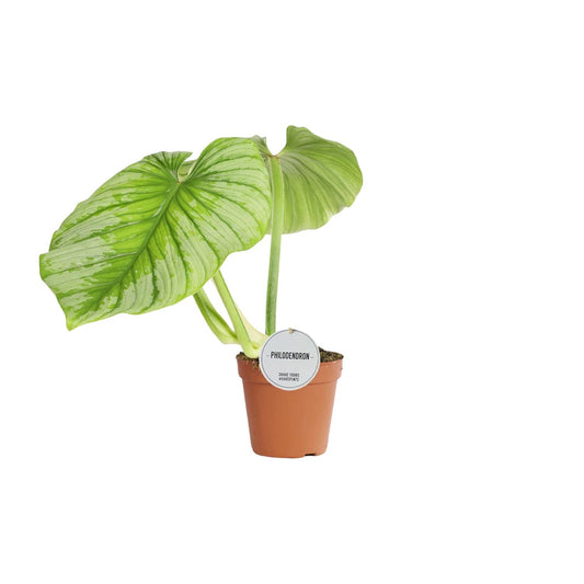Philodendron Mamei - Ø15cm - ↕50cm bei Pflanzfix24
