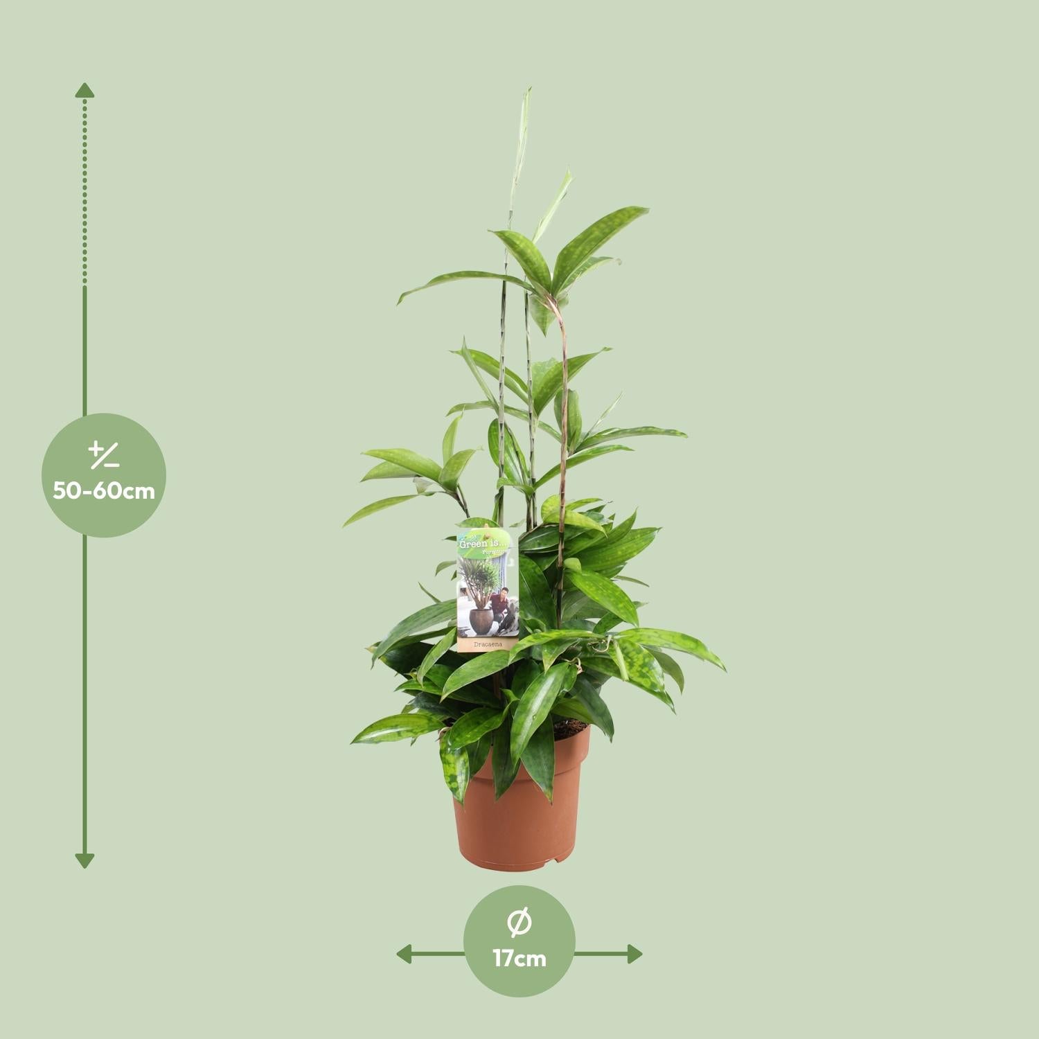 Dracaena Surculosa - Ø17cm - ↕55cm - Pflanzfix24.de - Pflanzfix24.de