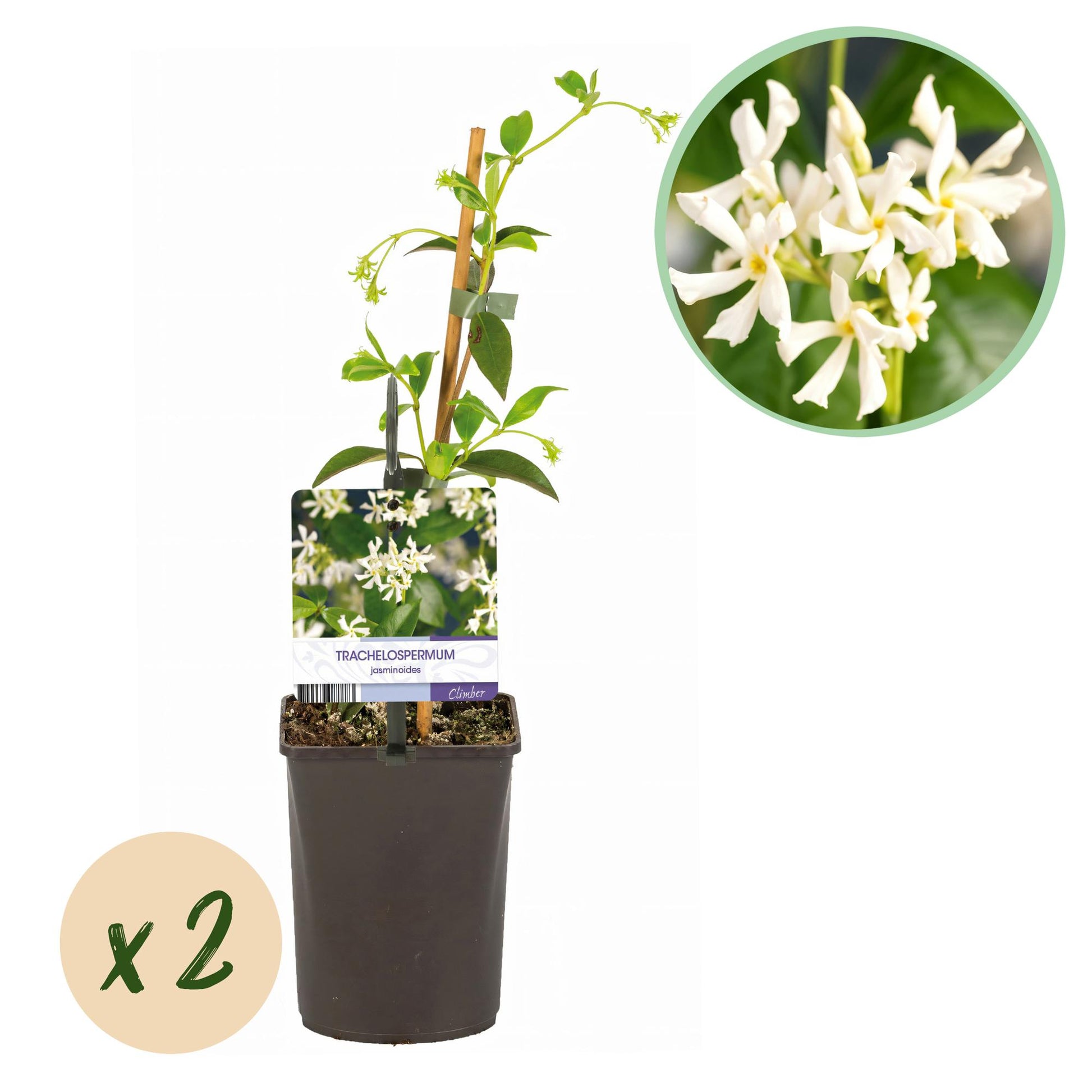 Pflanzfix24.de - Toskanischer Jasmin - Trachelospermum jasminoides - Immergrün - 2 Pflanzen - Pflanzfix24.de