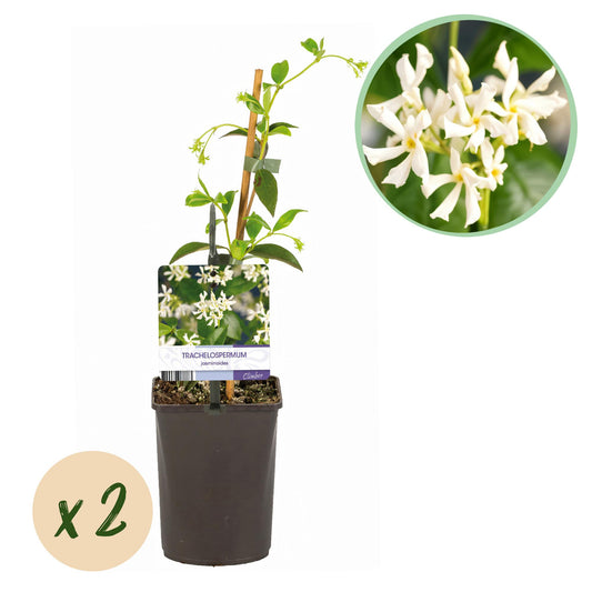 Pflanzfix24.de - Toskanischer Jasmin - Trachelospermum jasminoides - Immergrün - 2 Pflanzen - Pflanzfix24.de