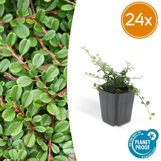 24x Cotoneaster pr. 'Streib's Findling' - ↕10-25cm - Ø9cm - Pflanzfix24