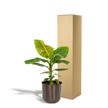 Musa Dwarf Cavendish - Ø21cm - ↕90cm + Topf Mayk Lead - Pflanzfix24